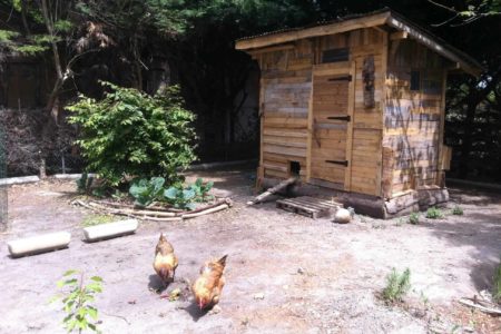 Les avantages de faire un jardin en permaculture avec des poules pondeuses