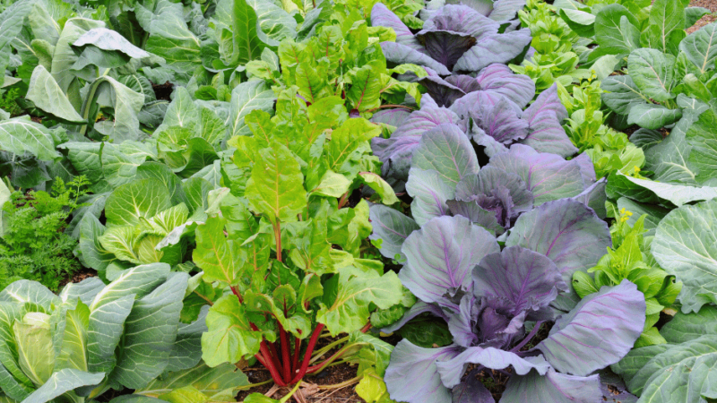 légumes feuilles qui sont planter en rotation des cultures dans un jardin permacole