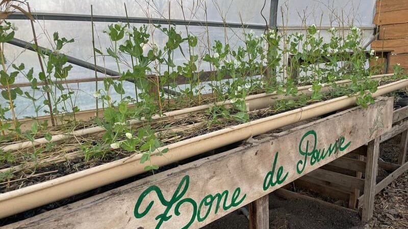 des petits pois cultivés en goutière