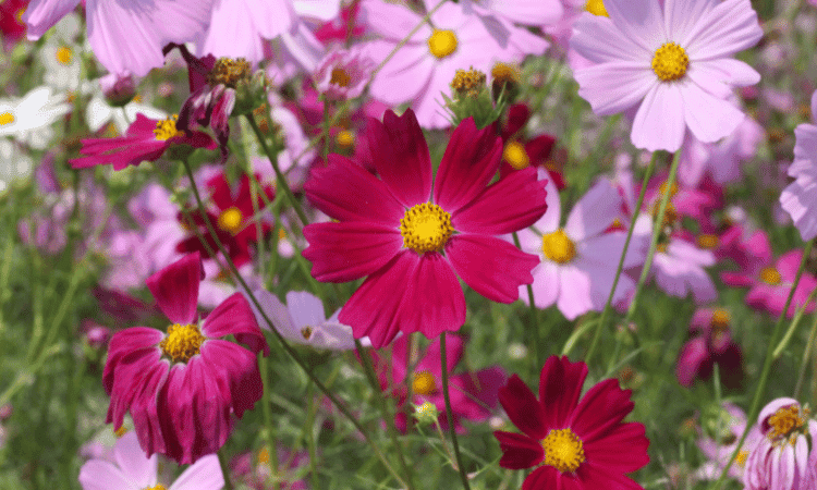 cosmos, plante perpétuelle dans un jardin permacole