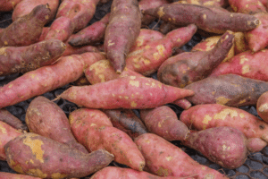 patate douce dans un jardin permacole