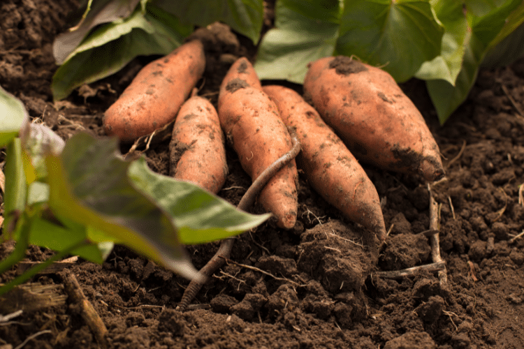 plantation de patate douce dans un jardin permacole