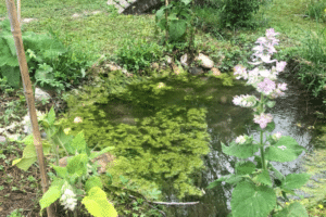 retenue d'eau dans un jardin permacole