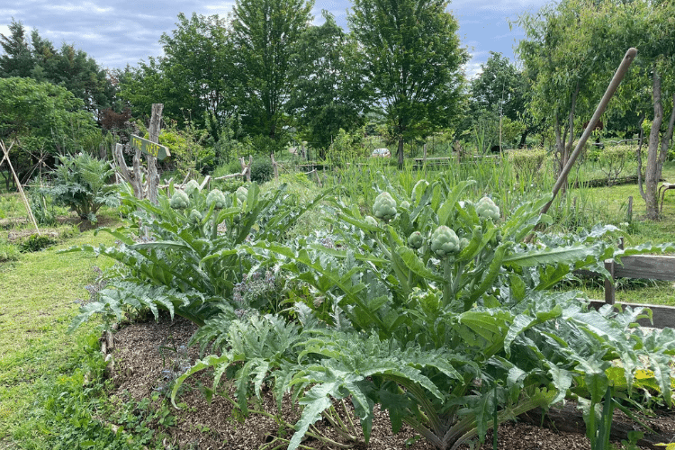 paillage de plants d'artichaut dans un jardin permacole