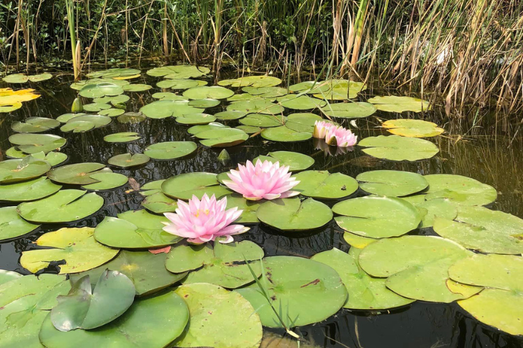 marre d'irrigation avec nénuphare dans un jardin permacole