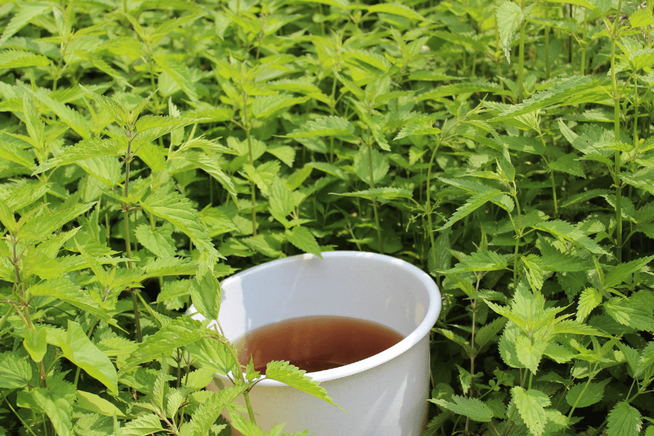 sceau contenant du purin d'ortie au milieu de plante d'orties