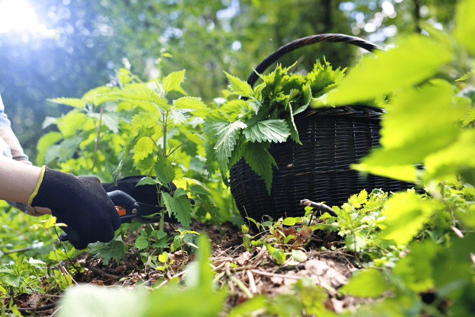 un panier et un sécateur, c'est la récolte des orties en permaculture