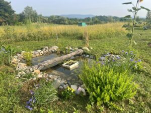 une marre dans un jardin permacol