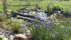 une marre dans un jardin permacol