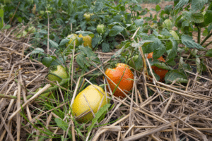 Pieds de tomates qui sont paillés dans un jardin permacole