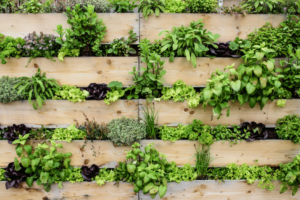 plantes qui poussent sur un jardin vertical avec un structure en palette