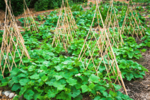 plantes qui poussent sur un jardin vertical avec un structure en bambou