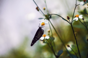 insecte dans un jardin permacole sur une fleur