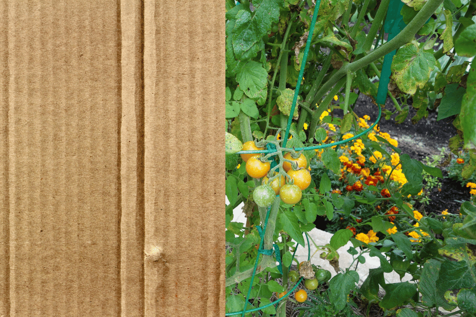 You are currently viewing Réutilisez le carton au jardin : une solution écolo et efficace pour votre jardin permacole